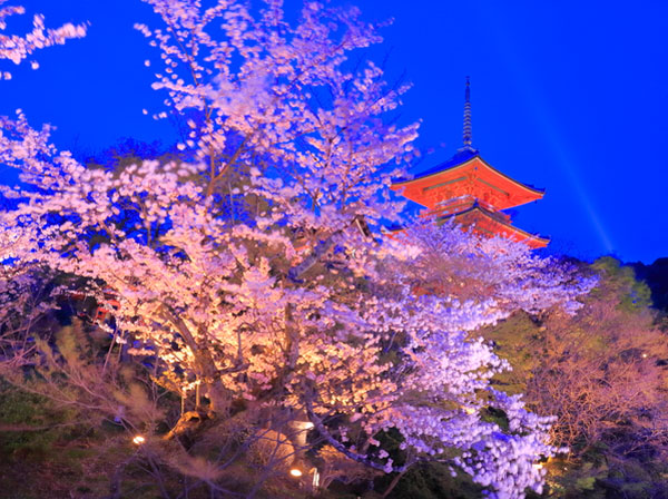 京都　桜のライトアップ