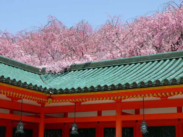 京都の春　桜