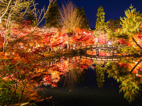 京都　紅葉のライトアップ