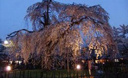 嵐山中之島公園ライトアップ