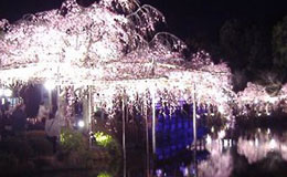 高台寺ライトアップ