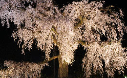 円山公園ライトアップ