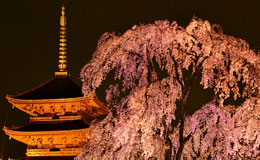夜桜ライトアップ  東寺